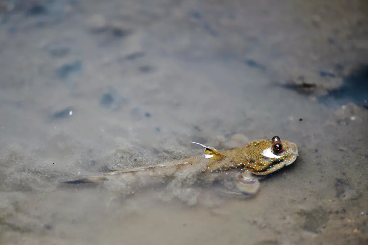 Périophtalme entre terre et eau — photographie d’Yvon JACQUES