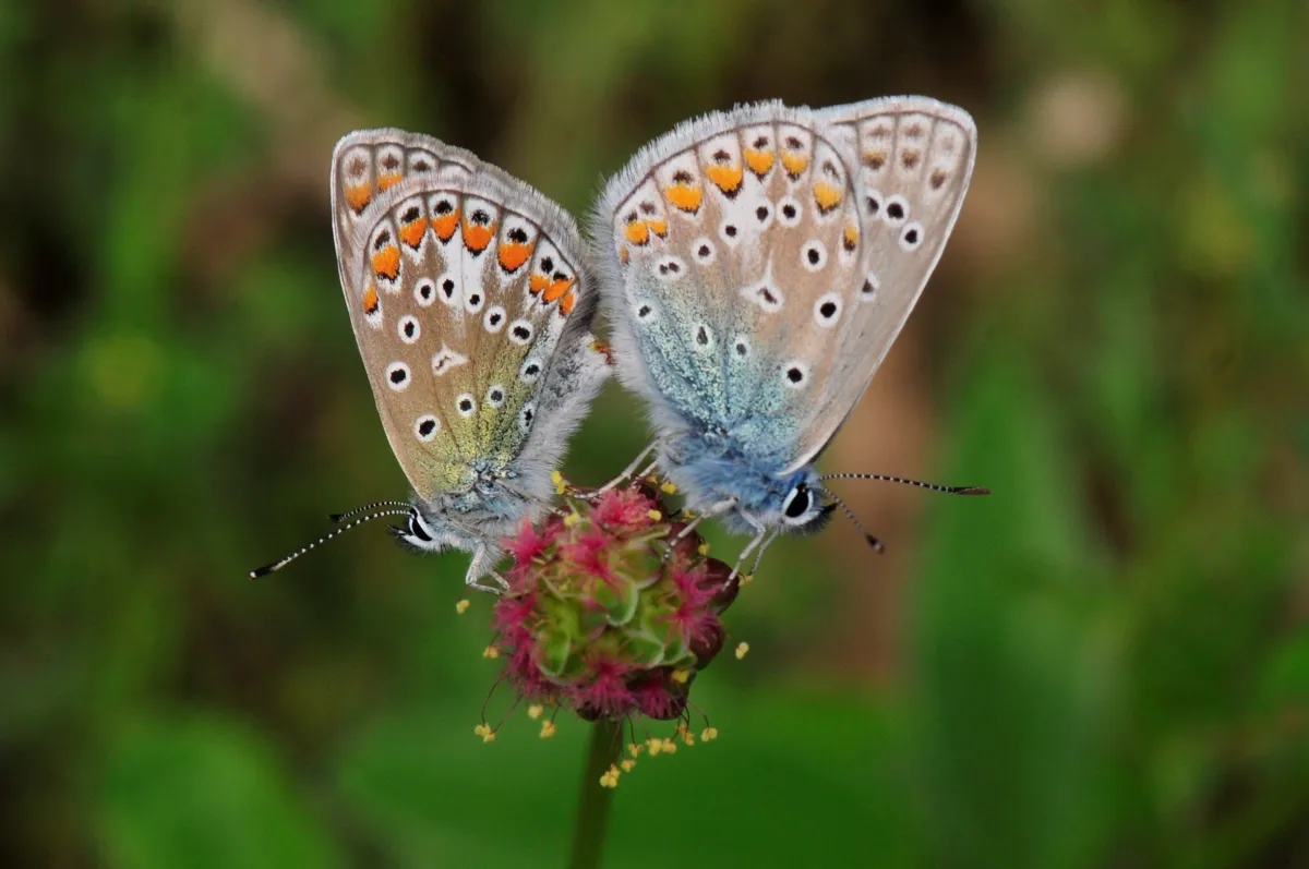 Papillon sauvage posé sur la végétation — photographie d’Yvon JACQUES