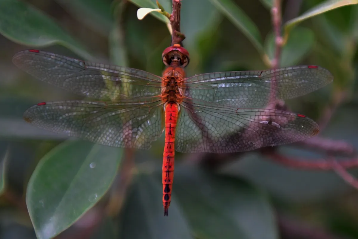 Libellule du Vietnam dans un milieu tropical — photographie d’Yvon JACQUES