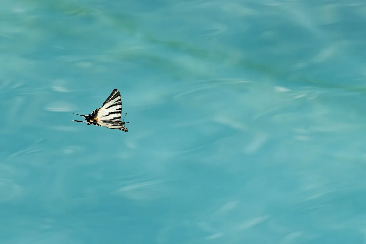 Papillon sauvage posé sur la végétation — photographie d’Yvon JACQUES