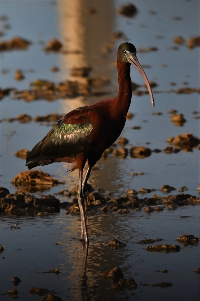 Oiseau sauvage dans son milieu naturel — photographie d’Yvon JACQUES