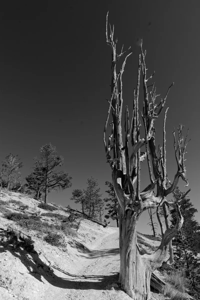 Photographie en noir et blanc jouant avec les ombres et la lumière — photographie d’Yvon JACQUES