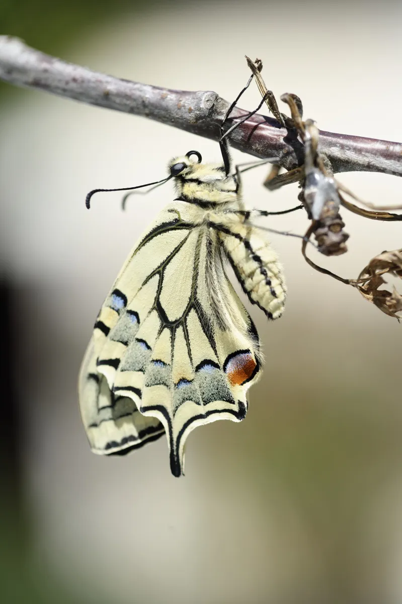 Naissance et métamorphose d’un papillon machaon — photographie d’Yvon JACQUES