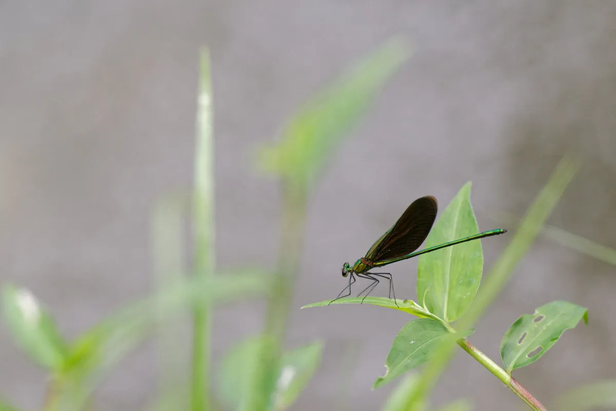 Libellule du Vietnam dans un milieu tropical — photographie d’Yvon JACQUES