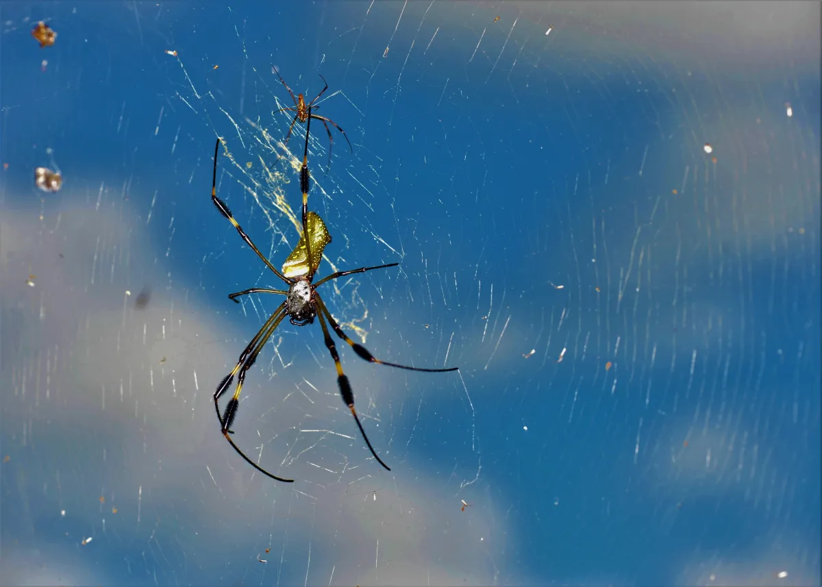 Insecte photographié en gros plan dans la nature — photographie d’Yvon JACQUES