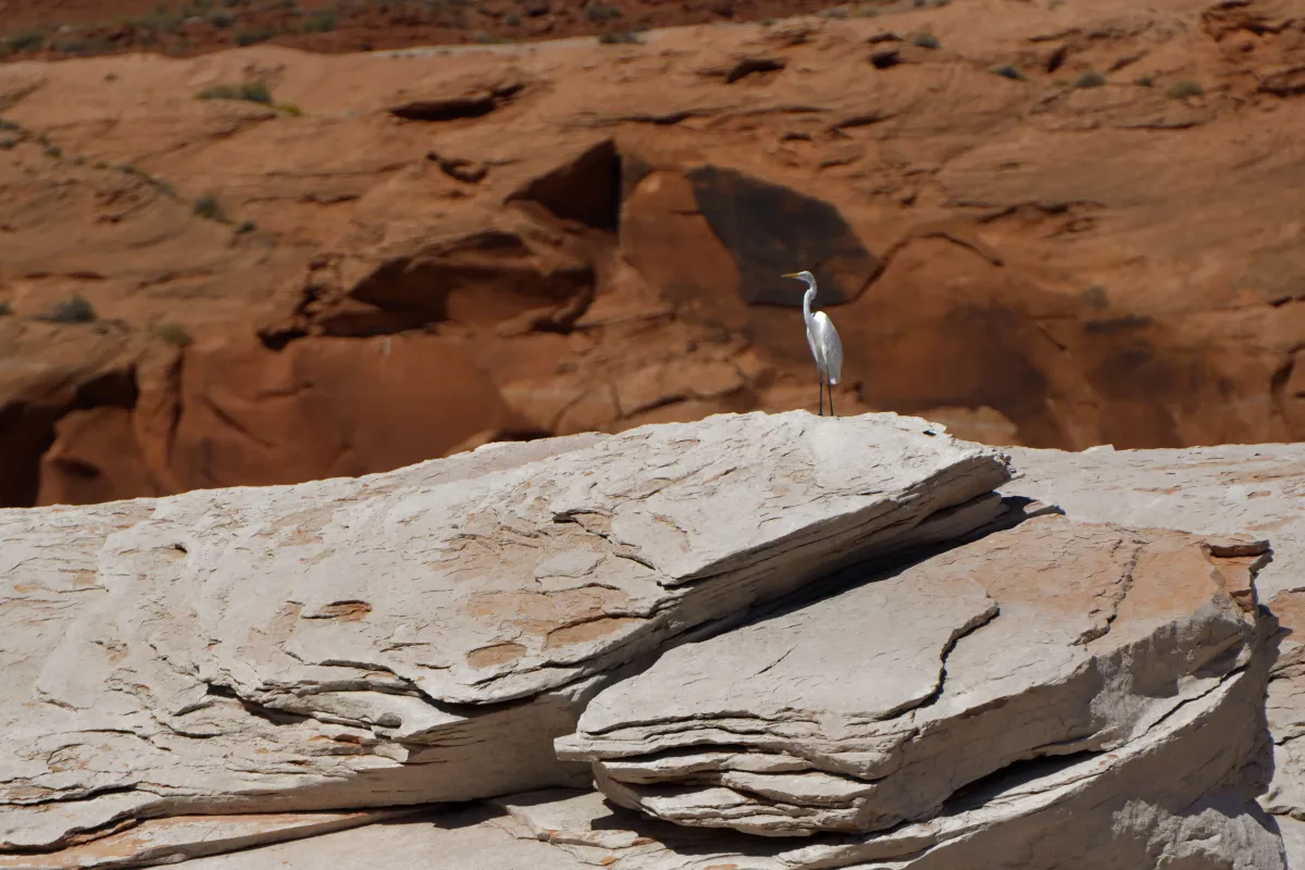 Faune ou paysage des grands espaces américains — photographie d’Yvon JACQUES