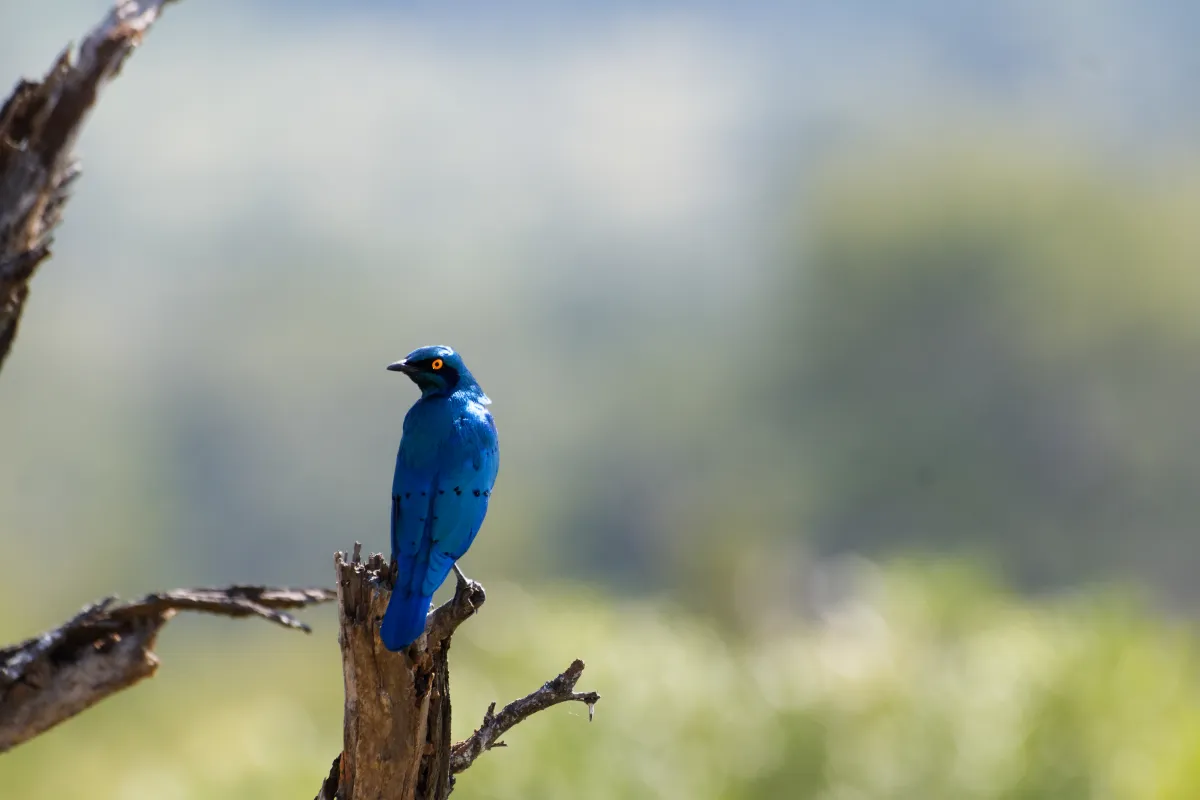Faune, paysage ou rencontre en Afrique du Sud — photographie d’Yvon JACQUES