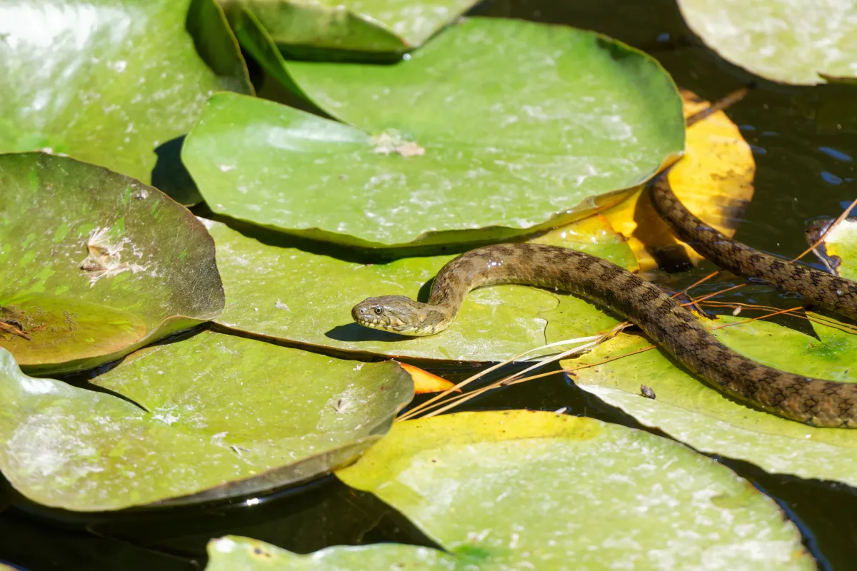 Serpent sauvage dans son milieu naturel — photographie d’Yvon JACQUES
