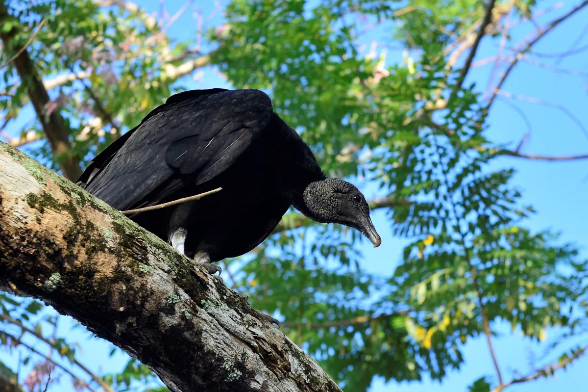 Oiseau sauvage dans son milieu naturel — photographie d’Yvon JACQUES