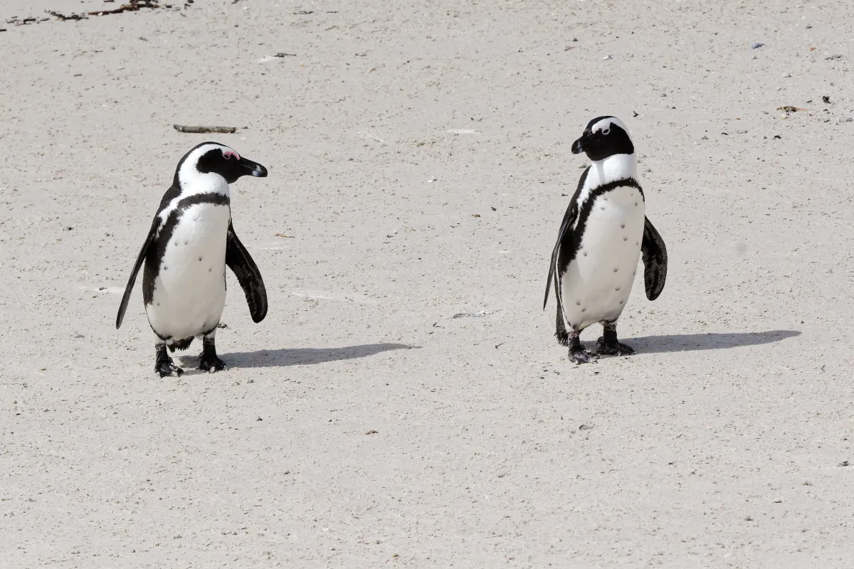 Faune, paysage ou rencontre en Afrique du Sud — photographie d’Yvon JACQUES