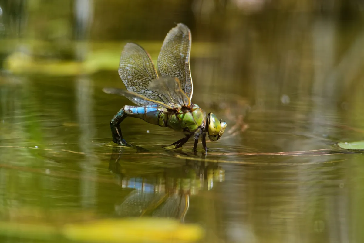 Libellule en vol, en ponte ou au repos — photographie d’Yvon JACQUES