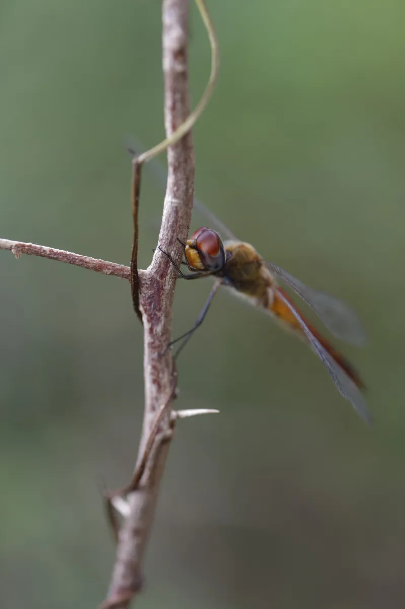 Libellule du Vietnam dans un milieu tropical — photographie d’Yvon JACQUES