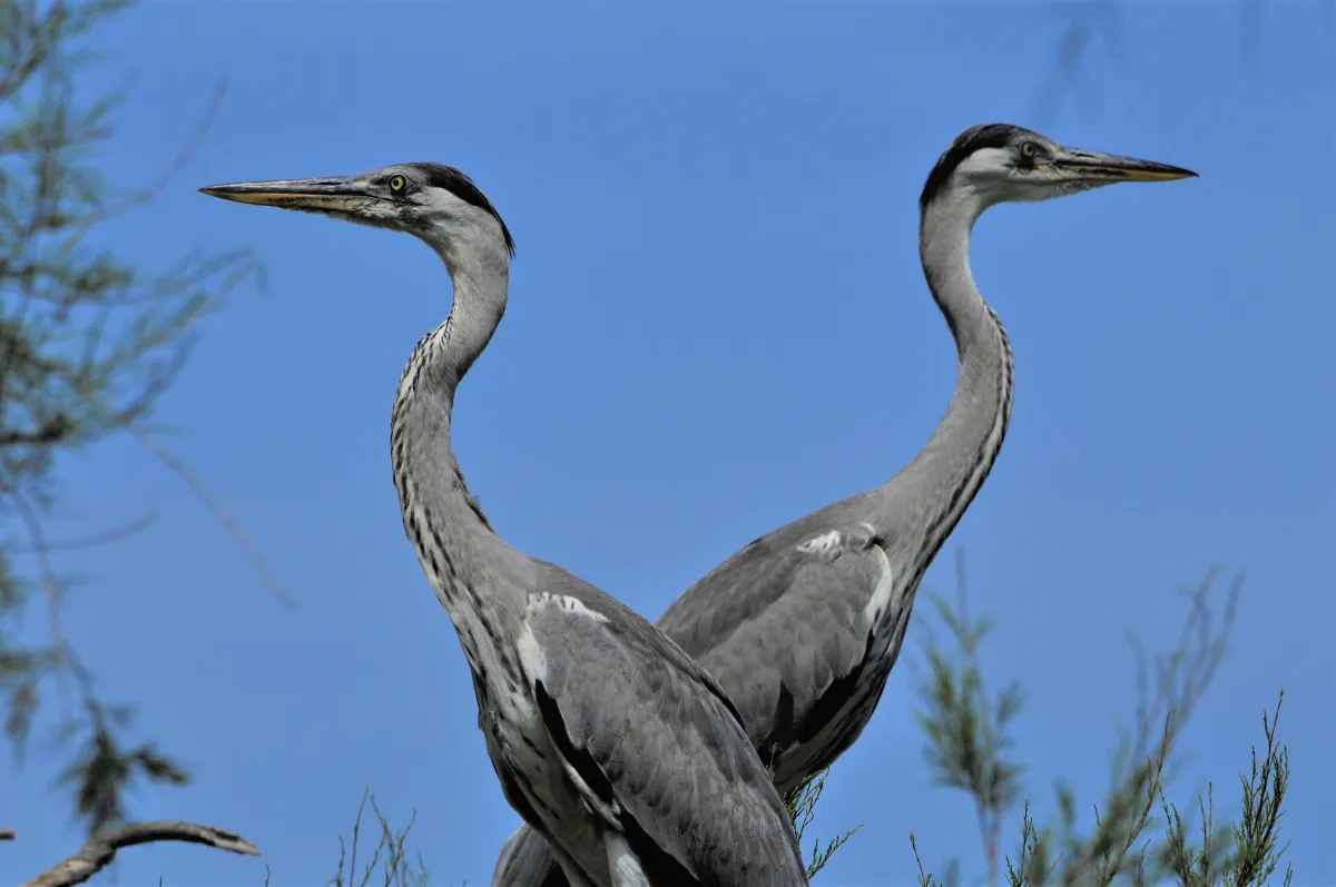 Oiseau sauvage au bec remarquable — photographie d’Yvon JACQUES