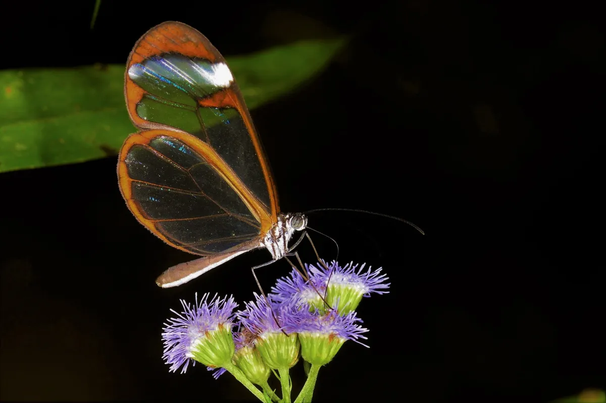 Papillon sauvage posé sur la végétation — photographie d’Yvon JACQUES