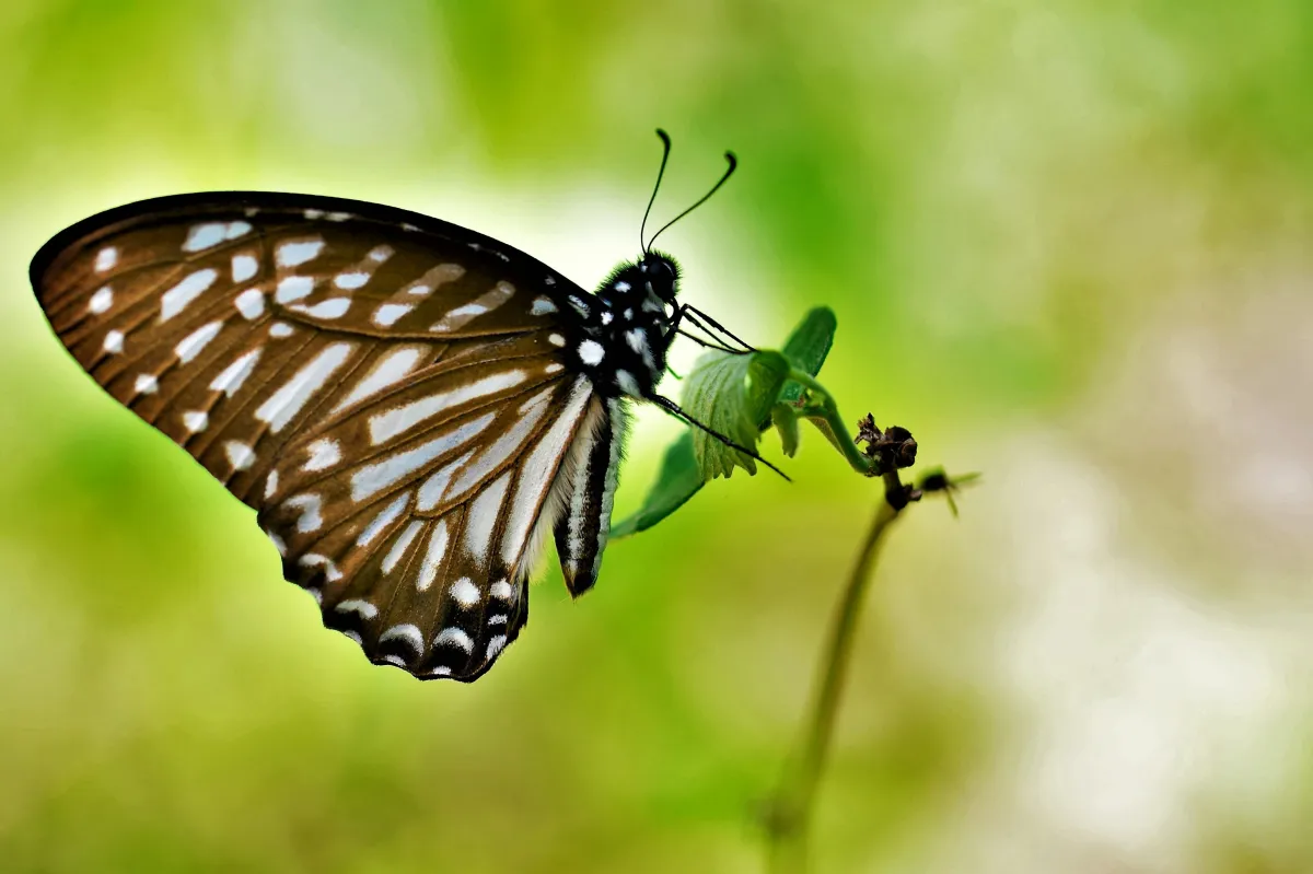 Papillon sauvage posé sur la végétation — photographie d’Yvon JACQUES