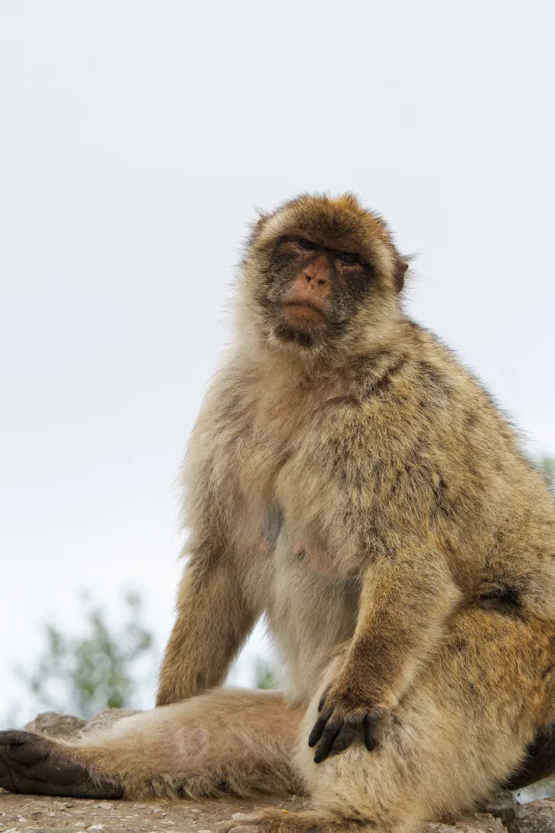 Singe observé dans son environnement — photographie d’Yvon JACQUES