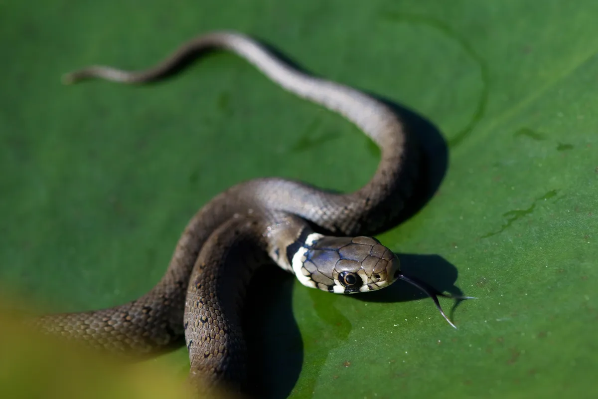 Serpent sauvage dans son milieu naturel — photographie d’Yvon JACQUES