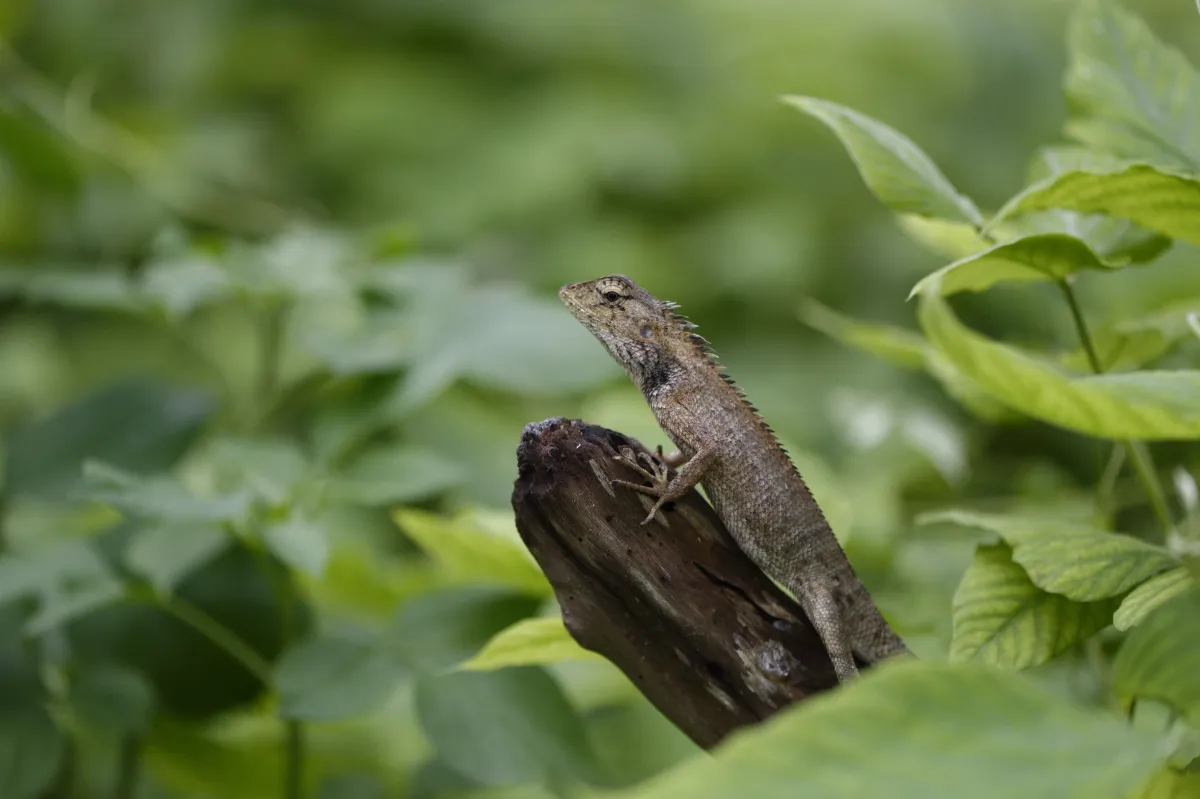 Lézard sauvage dans son habitat — photographie d’Yvon JACQUES