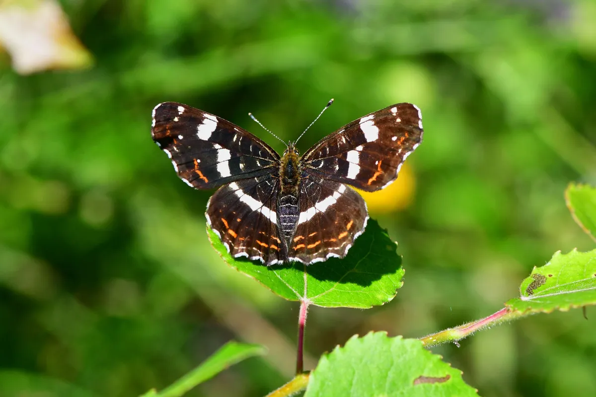 Papillon sauvage posé sur la végétation — photographie d’Yvon JACQUES