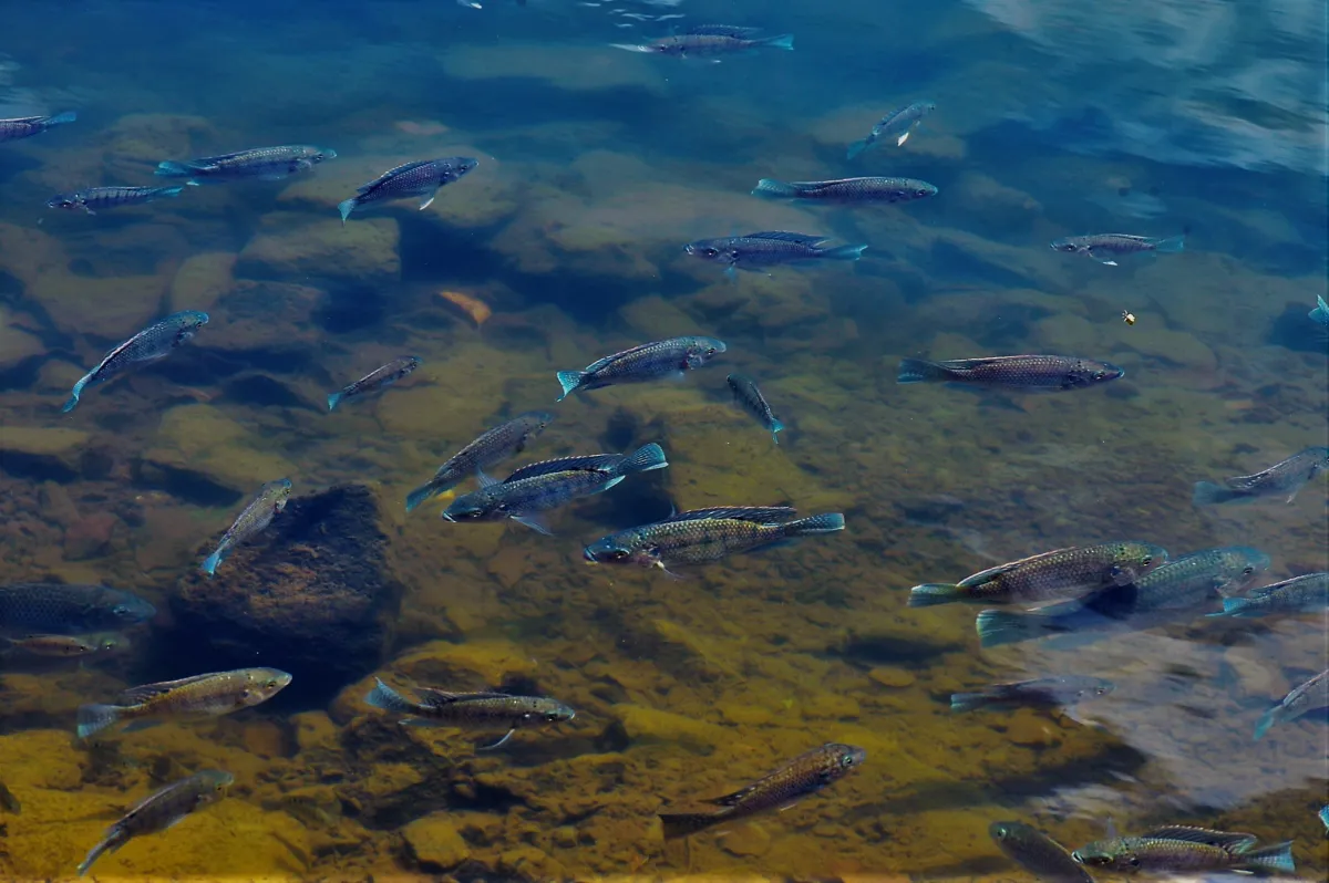 Poisson photographié sous la surface — photographie d’Yvon JACQUES