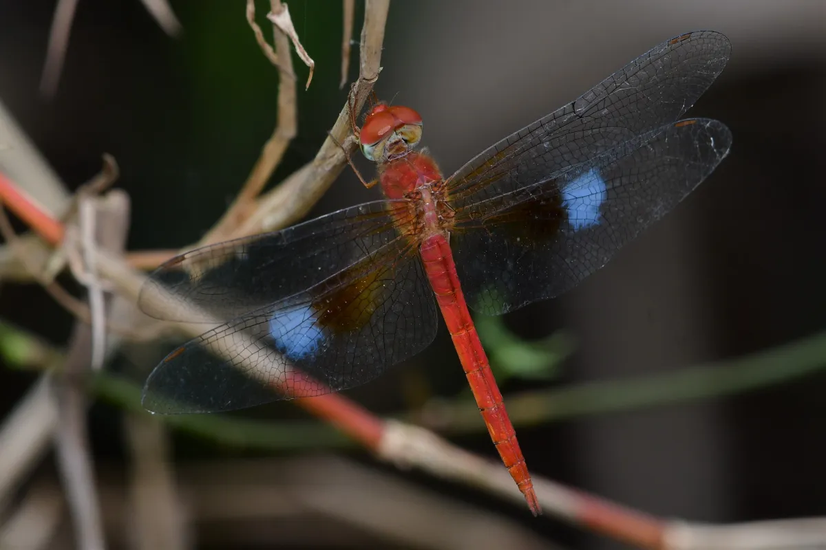 Libellule du Vietnam dans un milieu tropical — photographie d’Yvon JACQUES