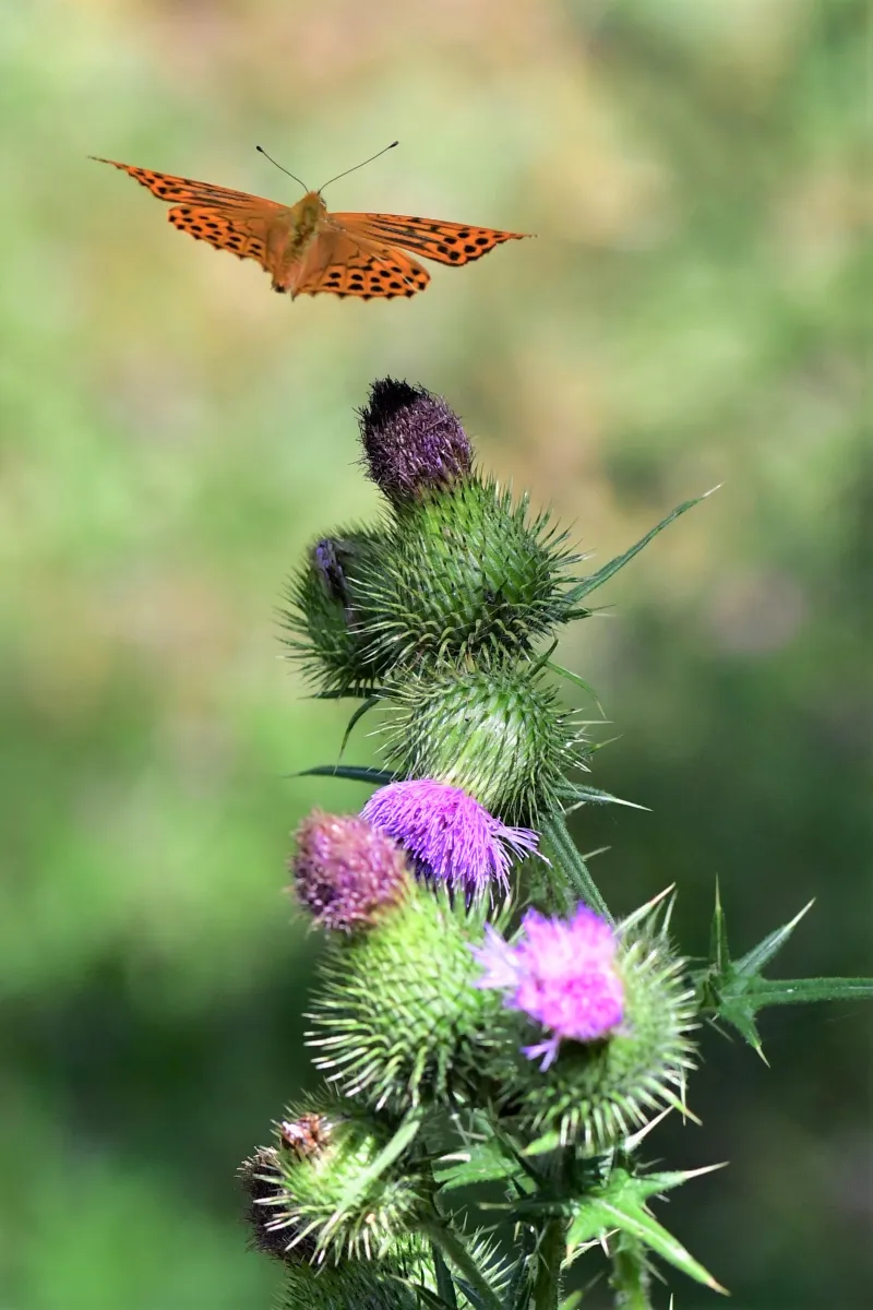 Papillon sauvage posé sur la végétation — photographie d’Yvon JACQUES