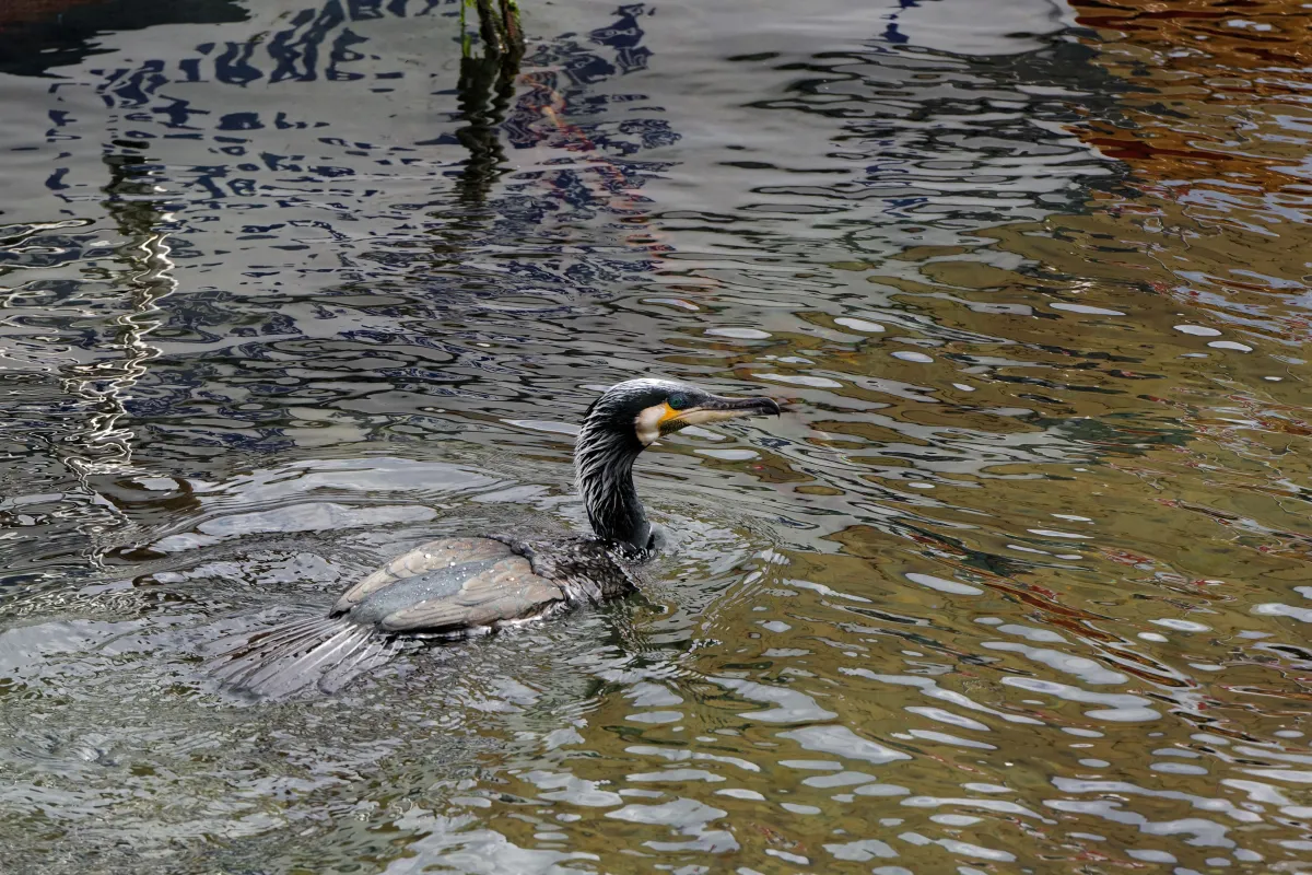 Oiseau sauvage dans son milieu naturel — photographie d’Yvon JACQUES