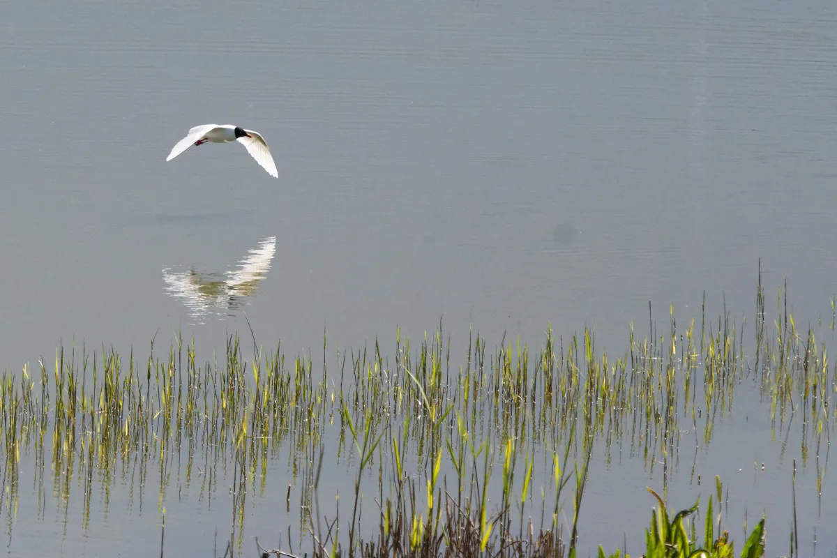 Oiseau sauvage dans son milieu naturel — photographie d’Yvon JACQUES
