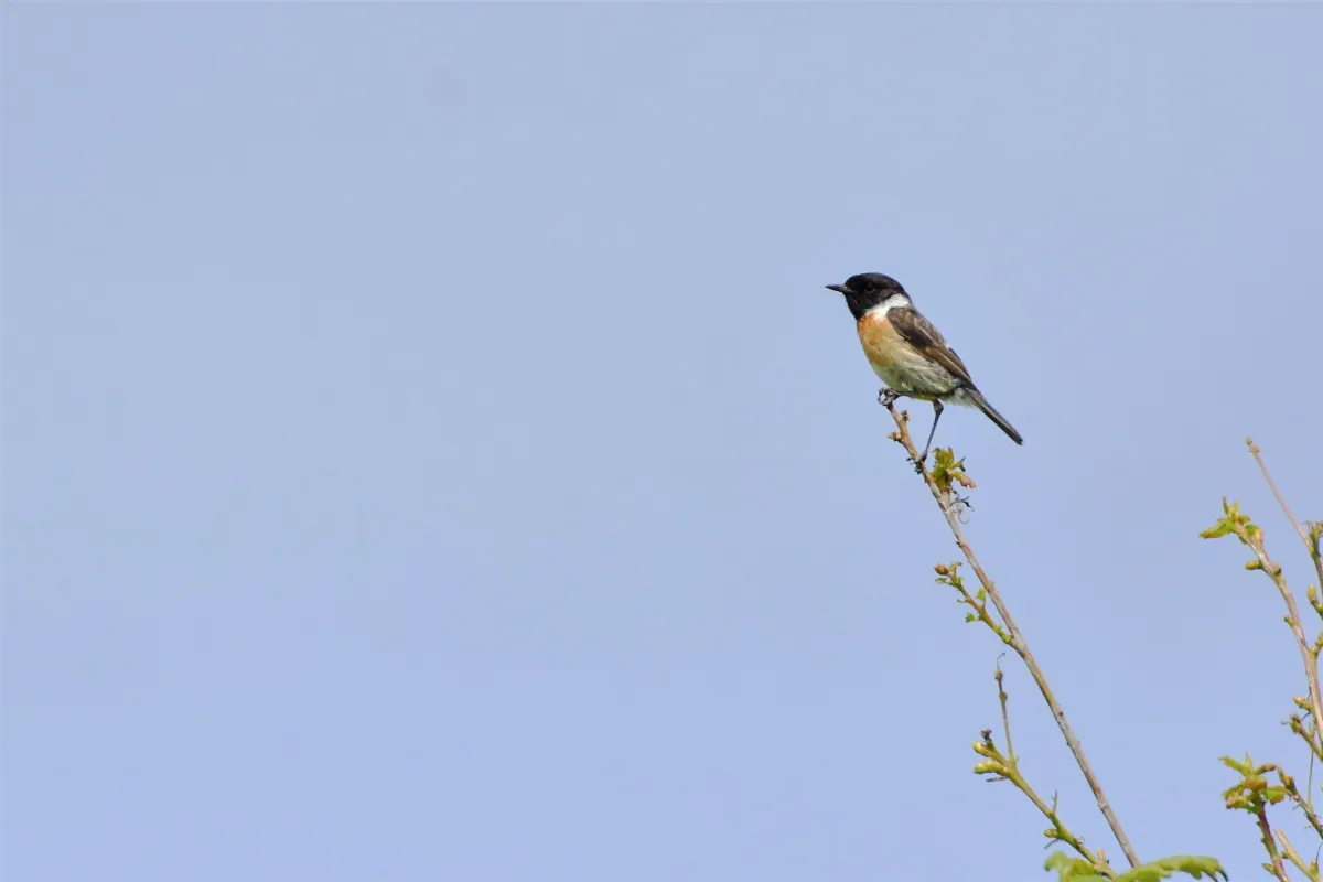 Oiseau sauvage dans son milieu naturel — photographie d’Yvon JACQUES