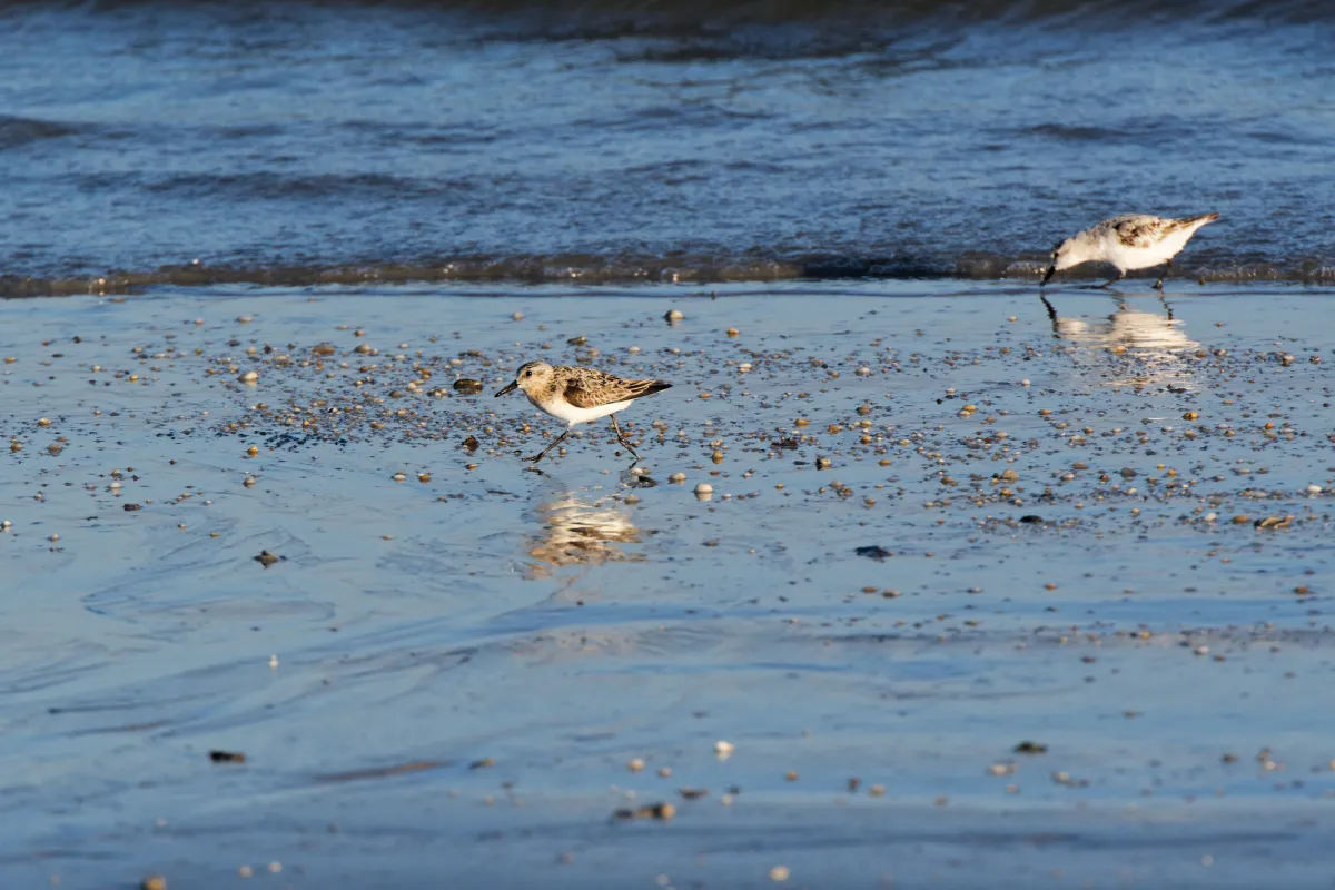 Oiseau sauvage dans son milieu naturel — photographie d’Yvon JACQUES