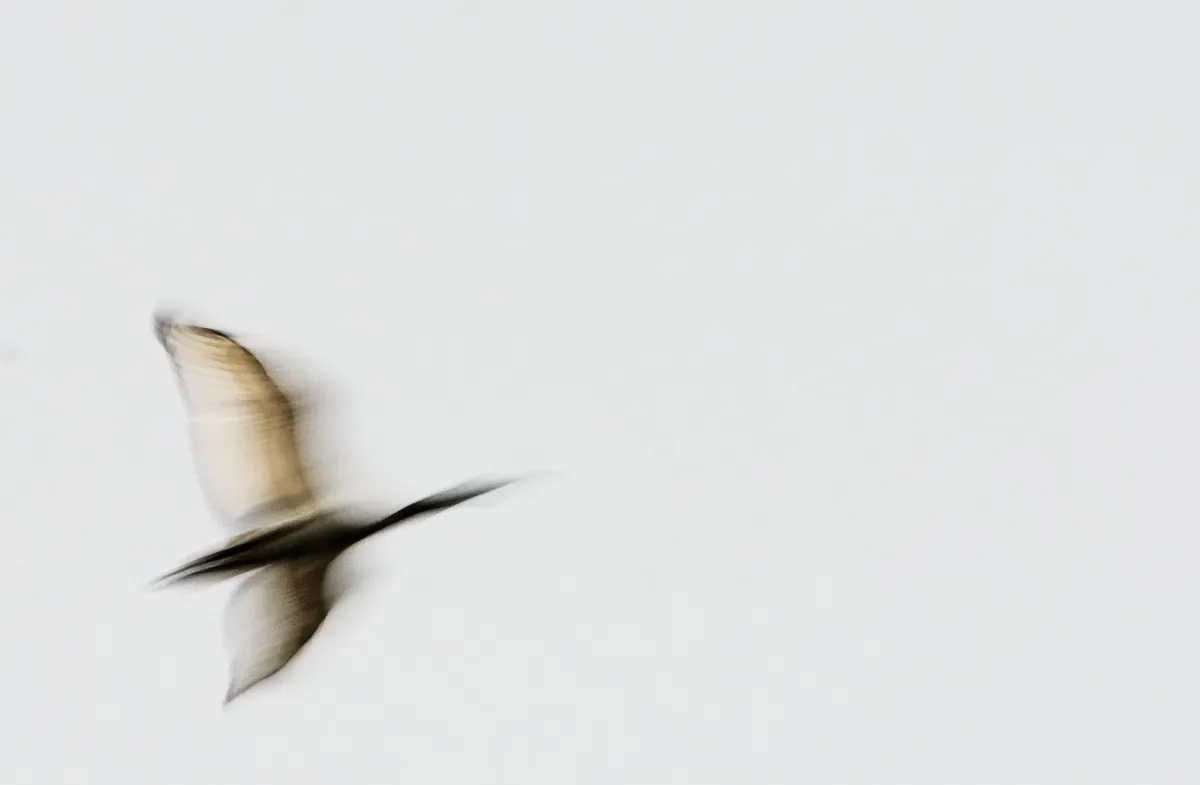 Faune, paysage ou rencontre en Afrique du Sud — photographie d’Yvon JACQUES