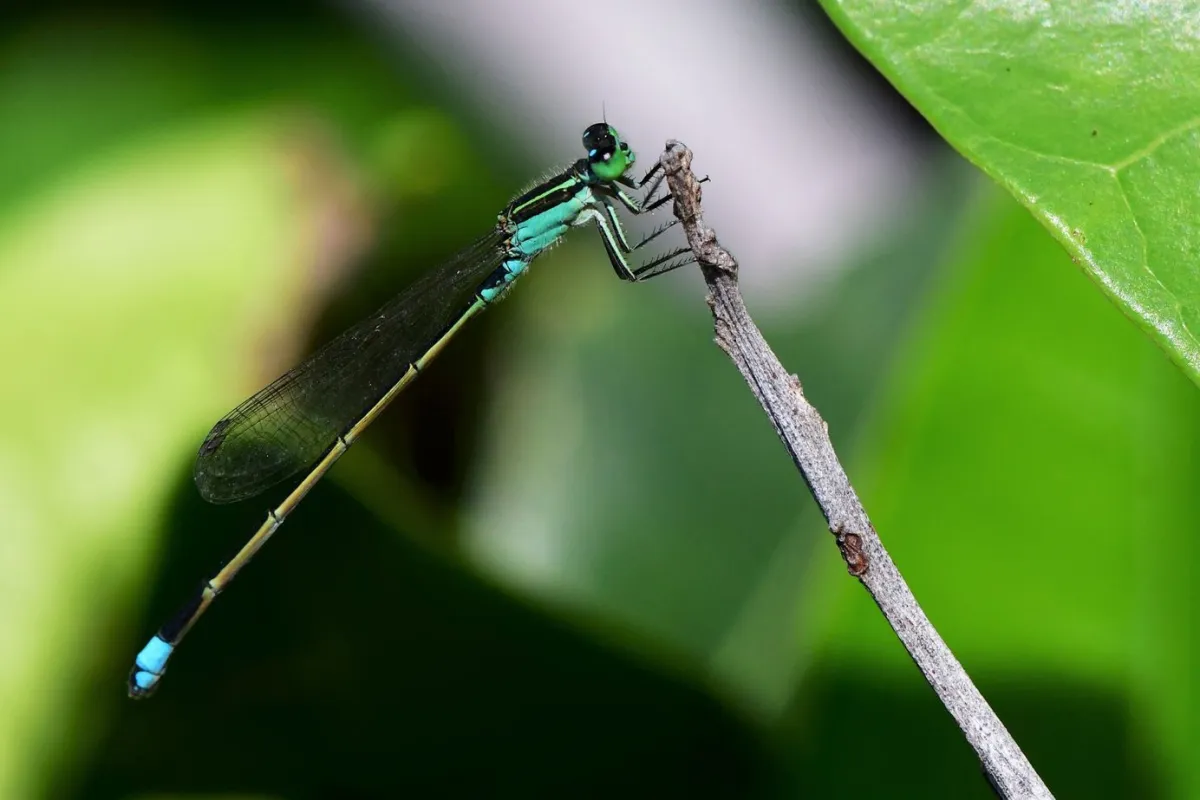 Libellule du Vietnam dans un milieu tropical — photographie d’Yvon JACQUES