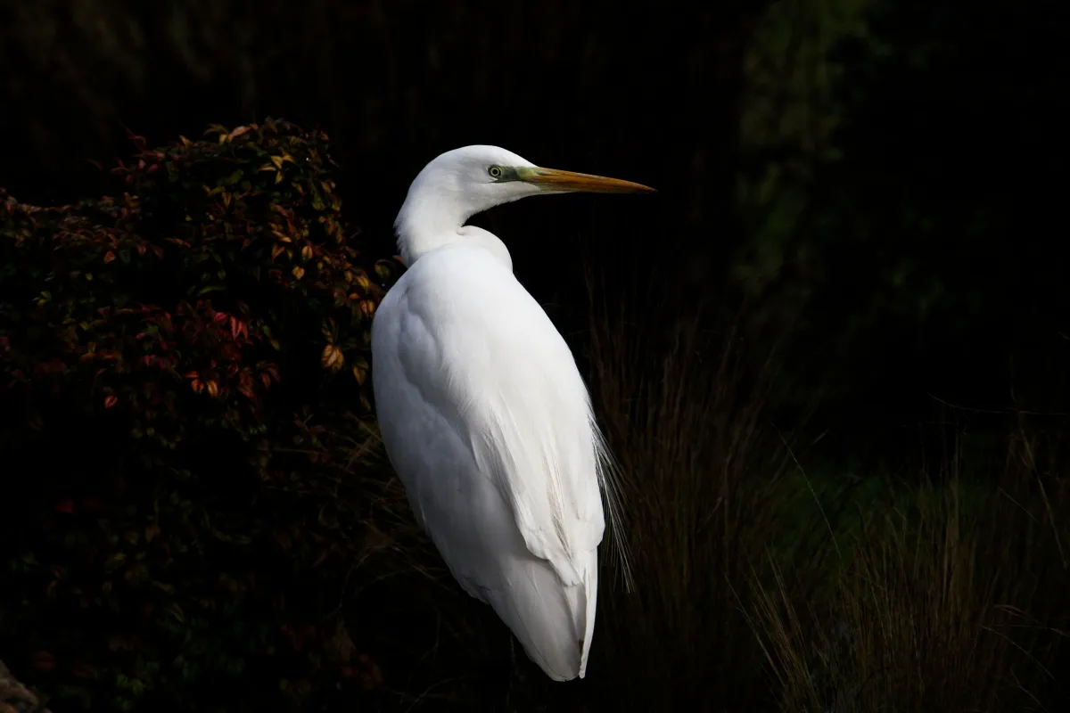 Oiseau sauvage au bec remarquable — photographie d’Yvon JACQUES