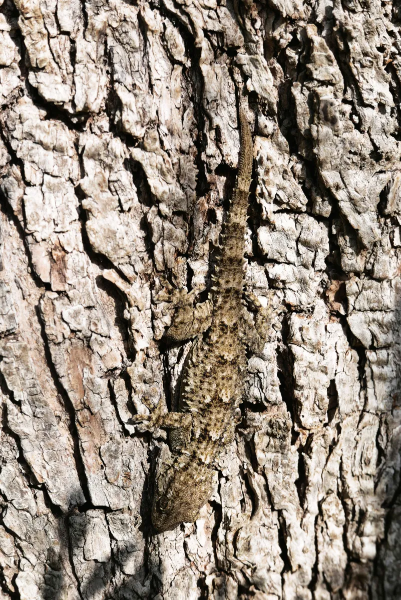 Lézard sauvage dans son habitat — photographie d’Yvon JACQUES