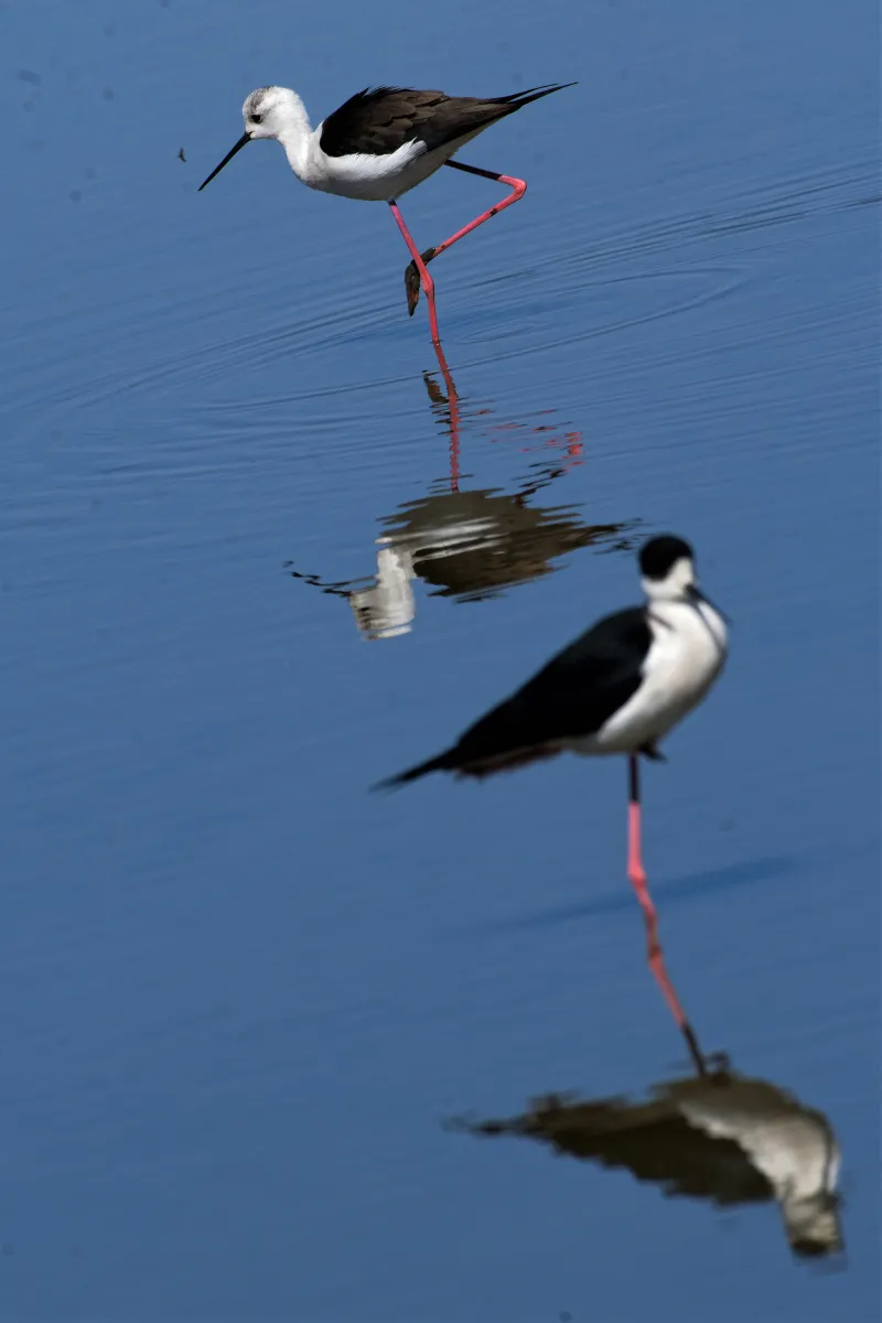 Oiseau sauvage dans son milieu naturel — photographie d’Yvon JACQUES