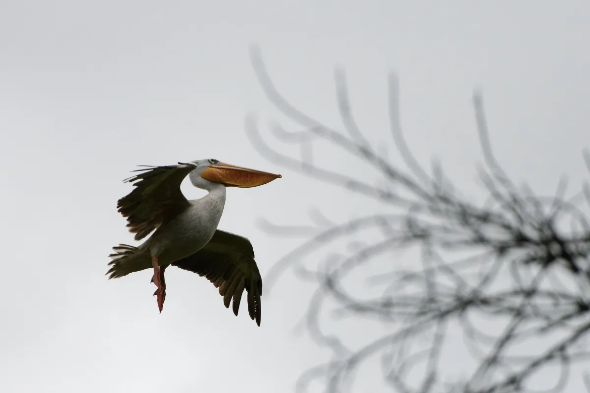 Oiseau sauvage dans son milieu naturel — photographie d’Yvon JACQUES