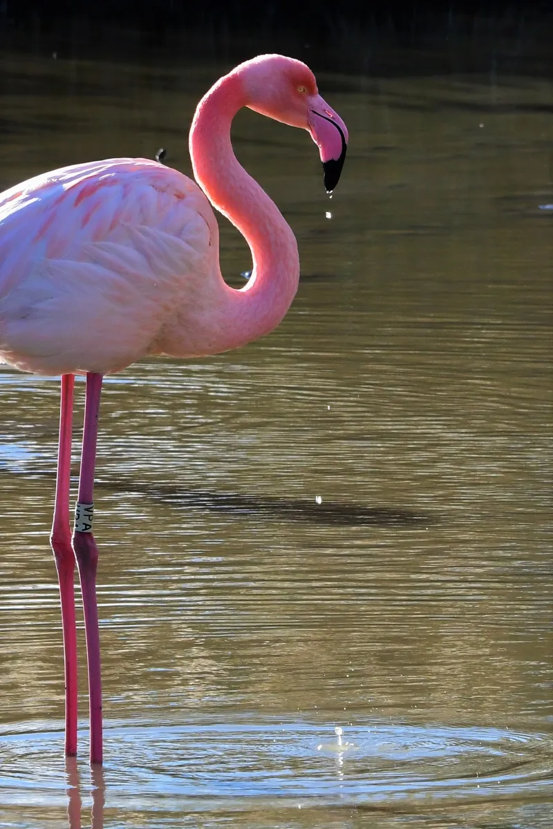 Flamant rose dans la lumière de Camargue — photographie d’Yvon JACQUES