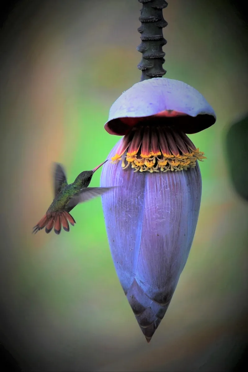 Oiseau sauvage dans son milieu naturel — photographie d’Yvon JACQUES