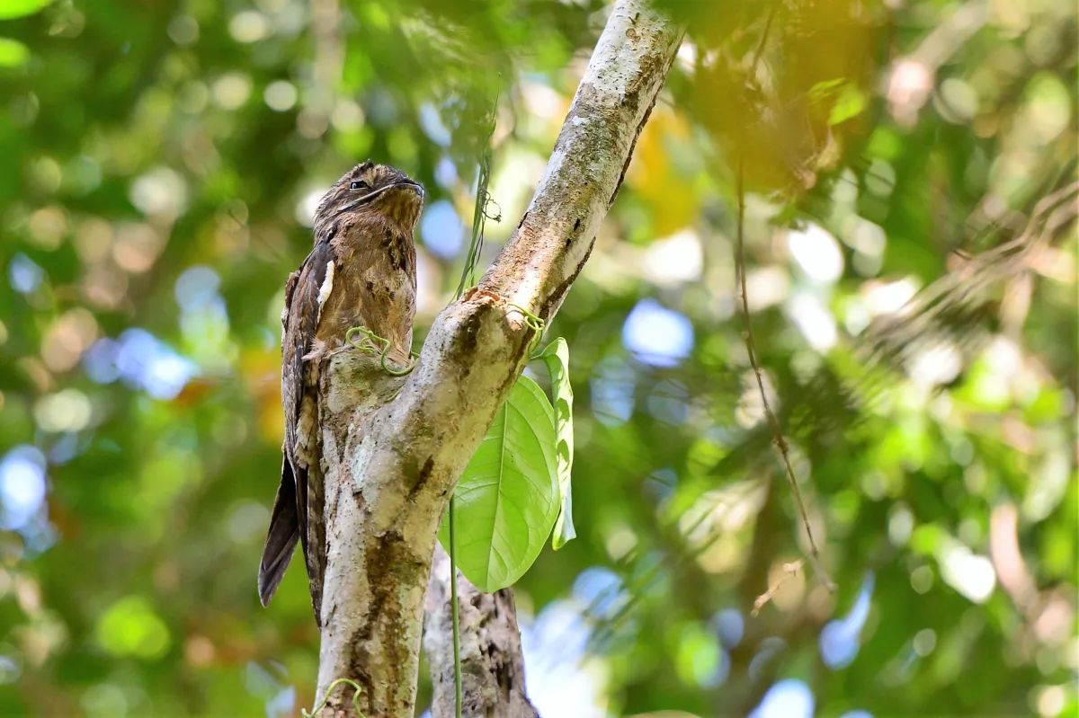 Oiseau sauvage dans son milieu naturel — photographie d’Yvon JACQUES