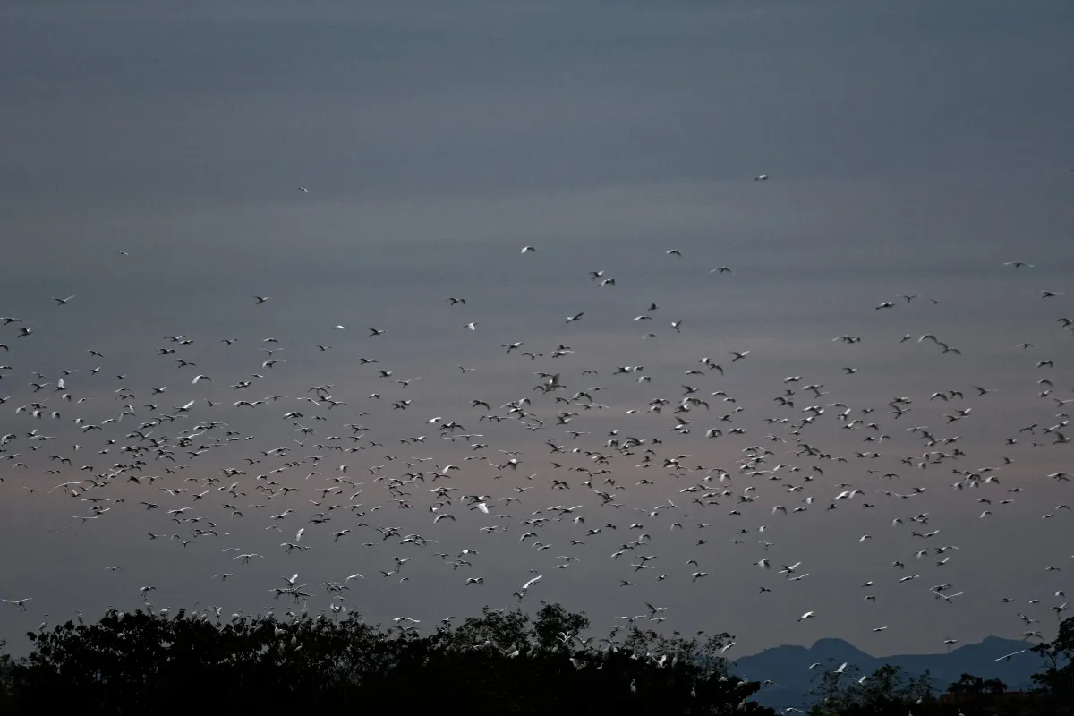Oiseau sauvage dans son milieu naturel — photographie d’Yvon JACQUES