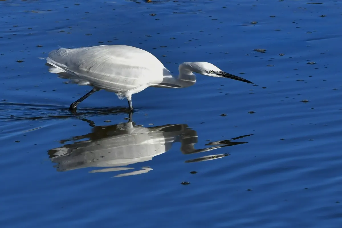 Oiseau sauvage au bec remarquable — photographie d’Yvon JACQUES