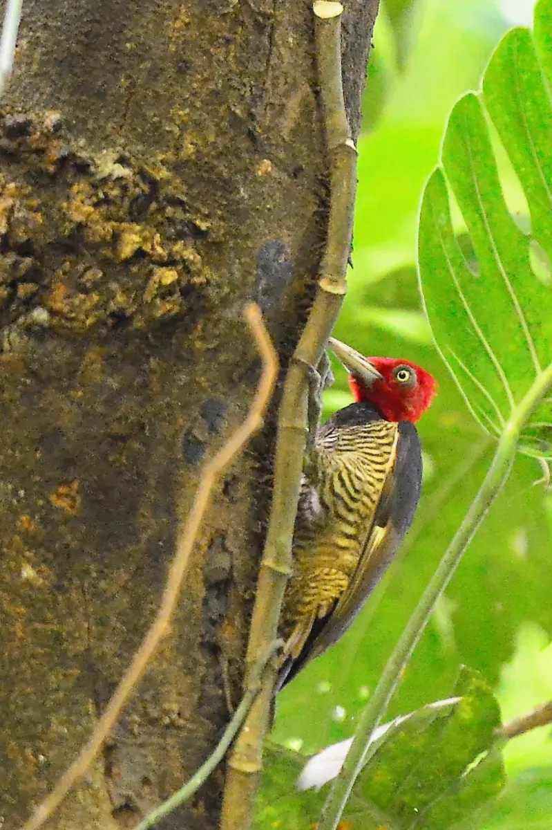 Pic photographié sur un arbre — photographie d’Yvon JACQUES