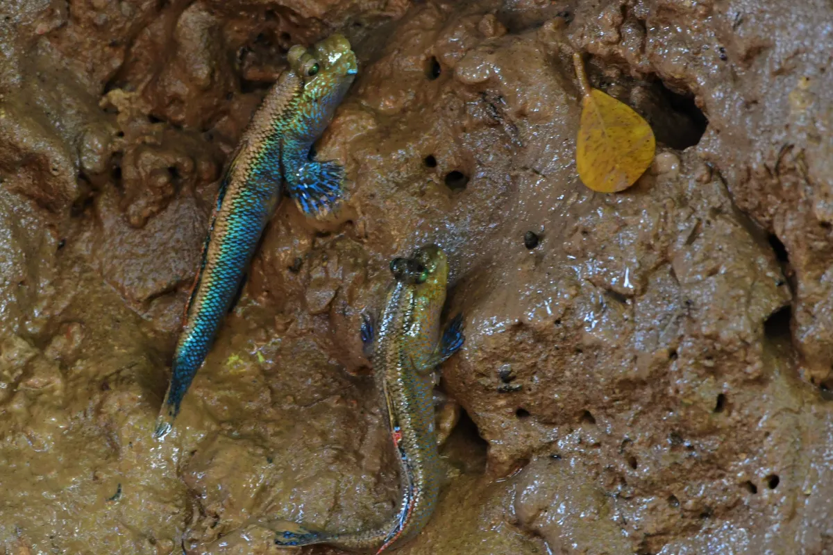 Périophtalme entre terre et eau — photographie d’Yvon JACQUES