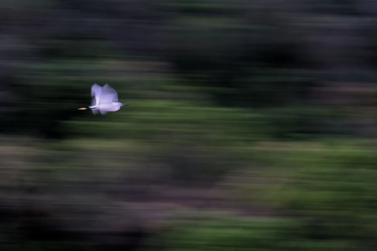 Photographie animalière artistique en high-key — photographie d’Yvon JACQUES
