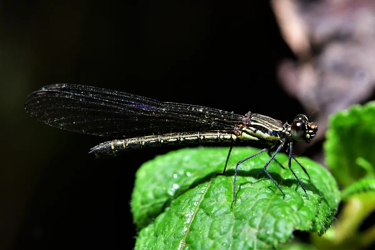 Libellule du Vietnam dans un milieu tropical — photographie d’Yvon JACQUES
