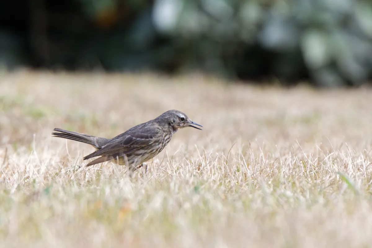 Oiseau sauvage dans son milieu naturel — photographie d’Yvon JACQUES