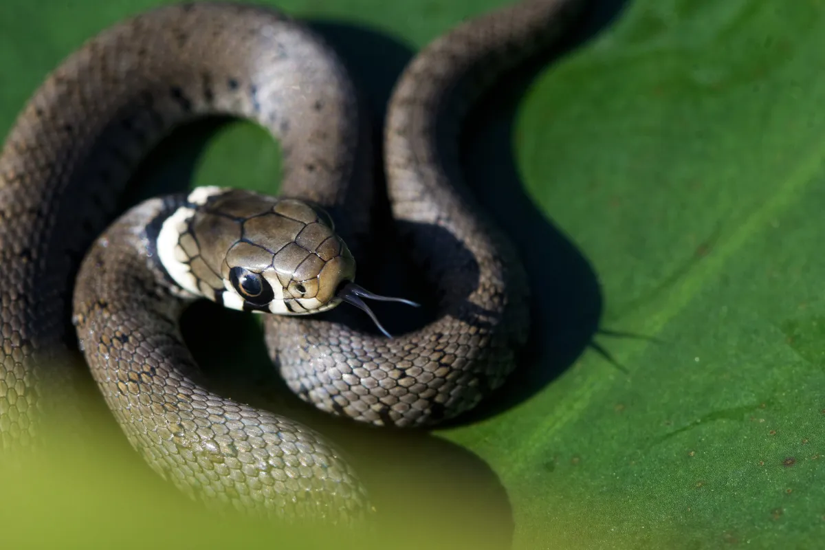 Serpent sauvage dans son milieu naturel — photographie d’Yvon JACQUES