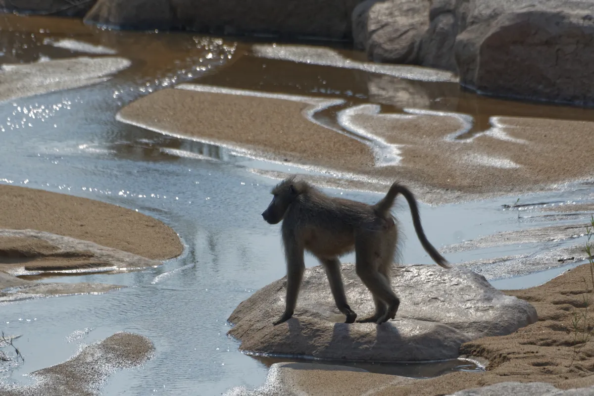 Faune, paysage ou rencontre en Afrique du Sud — photographie d’Yvon JACQUES