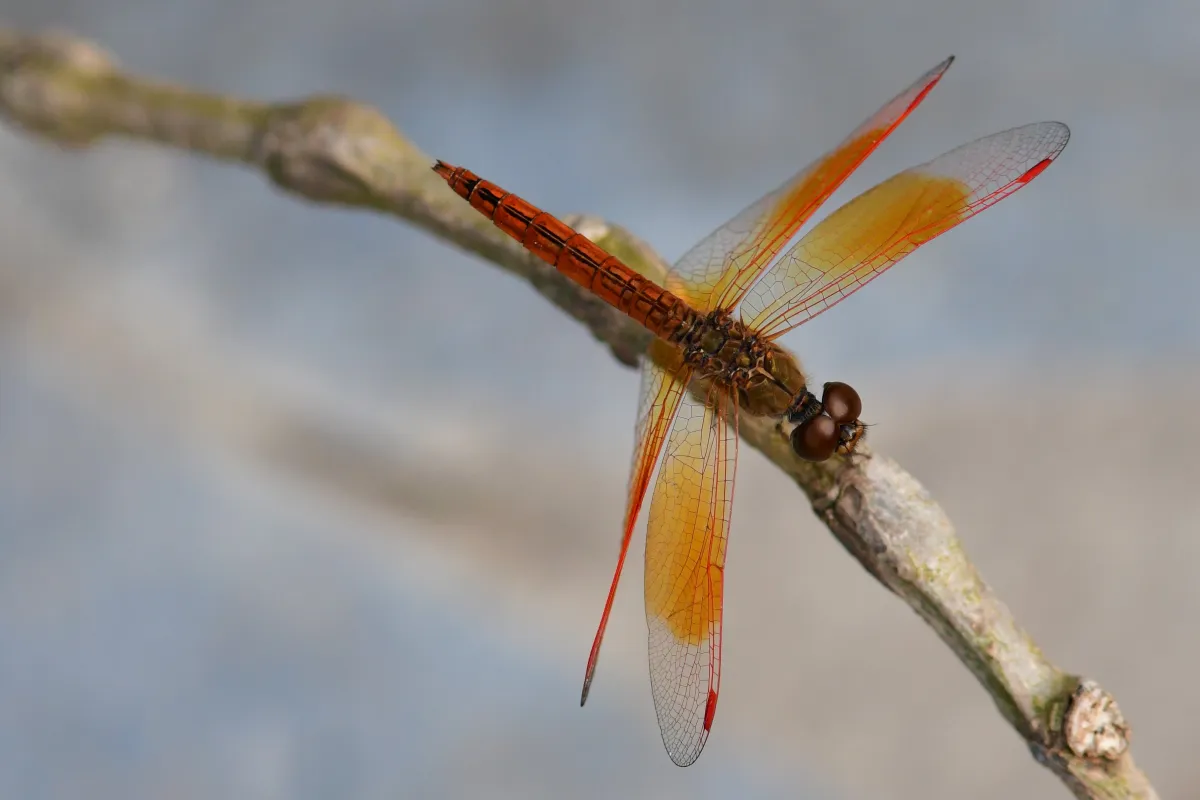 Libellule du Vietnam dans un milieu tropical — photographie d’Yvon JACQUES