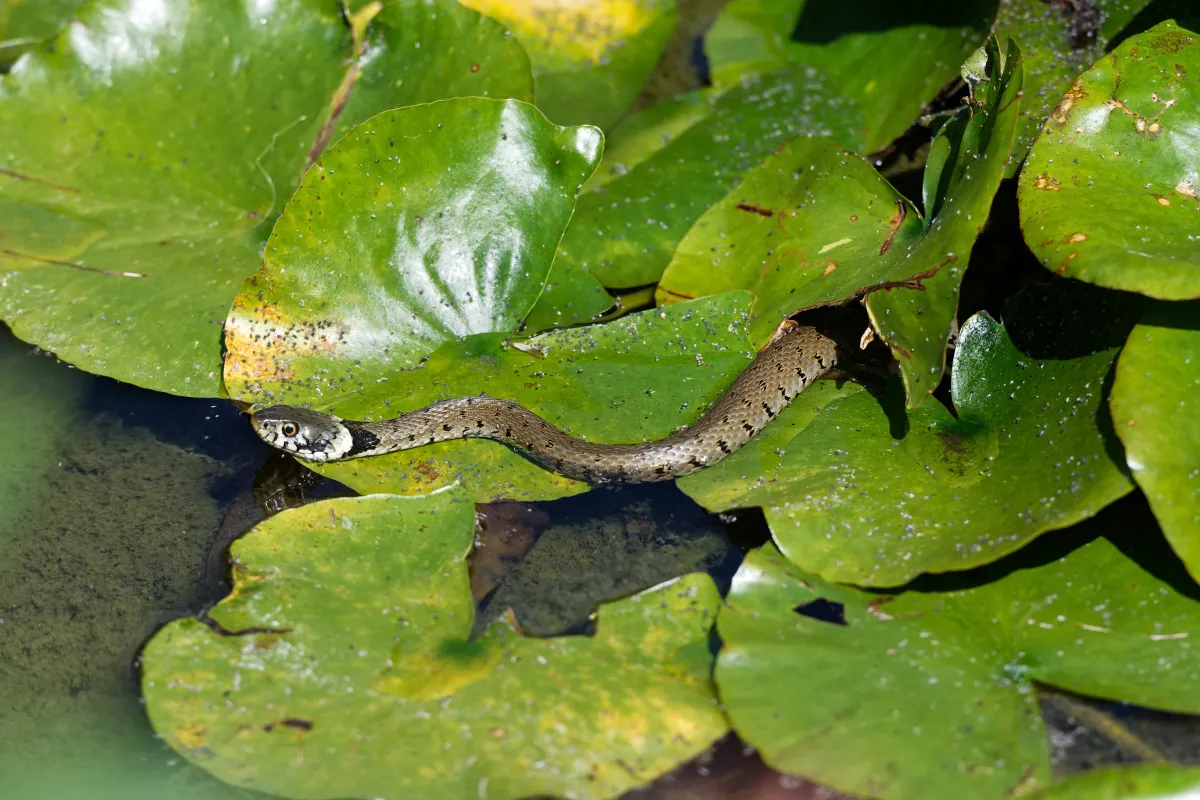 Serpent sauvage dans son milieu naturel — photographie d’Yvon JACQUES
